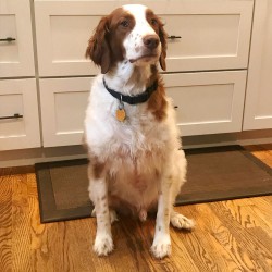 Инженерная доска Destiladero (Дестиладеро) Kochanelli, дуб, 400-1800x160x15 мм